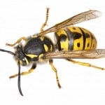 pest control for Bees and Wasps