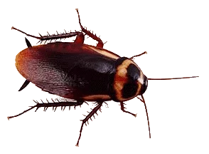 this cockroach needs pest control