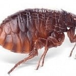 pest control for fleas