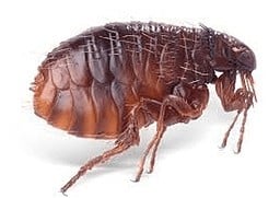 pest control for fleas