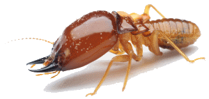 gold coast pest control for termites