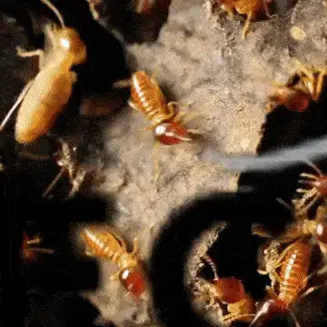 Detect and eliminate pests