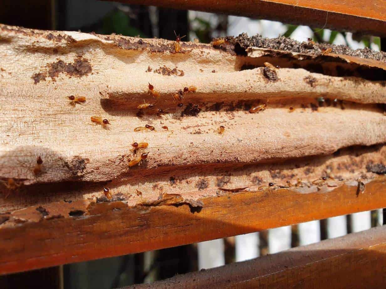 termites found in balustrade