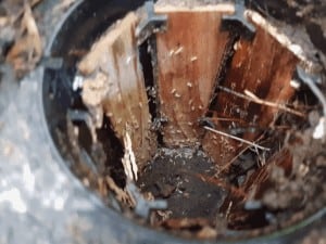 Termites in Exterra bait station