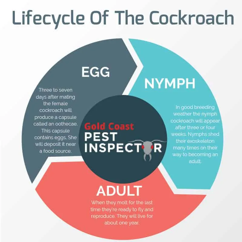 Pest Control Gold Coast |Cockroaches