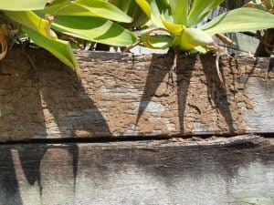 termite mudding on timber retaining wall (Small)
