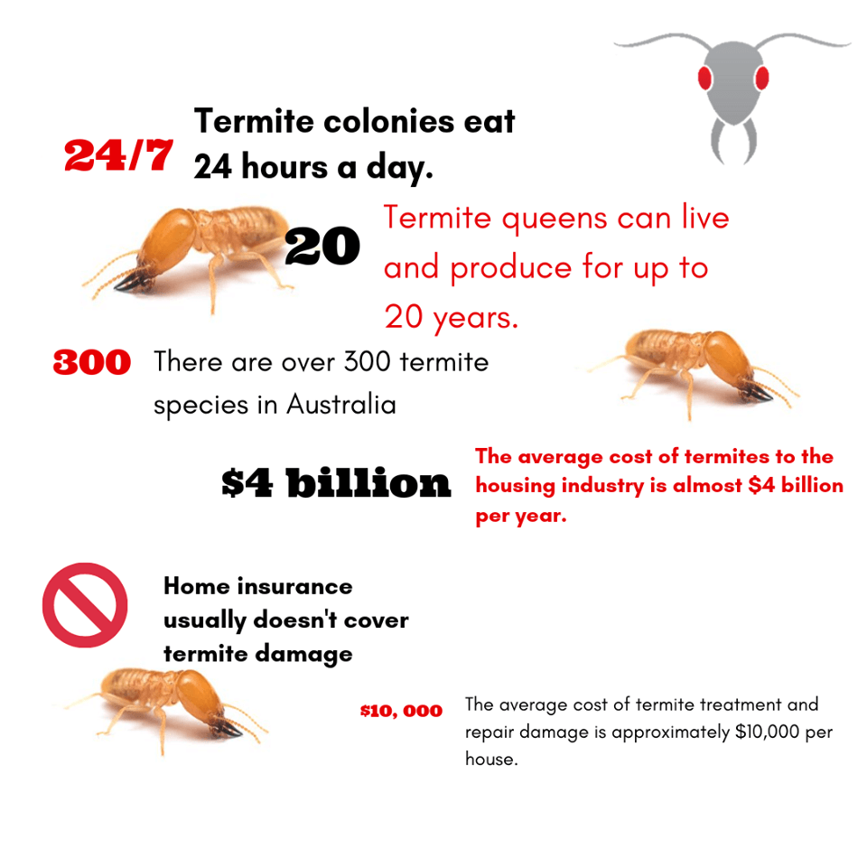 cost of termites in Australia