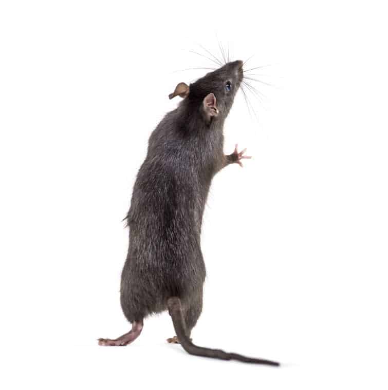 Rats cause disease