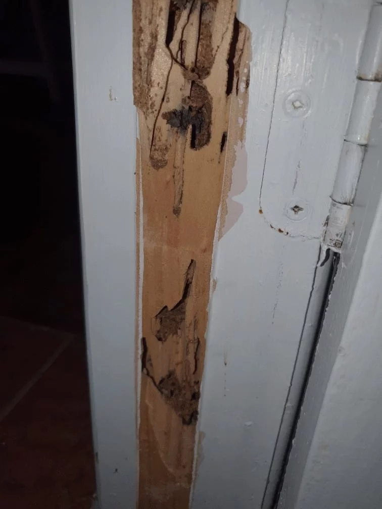 What does a termite nest look like
