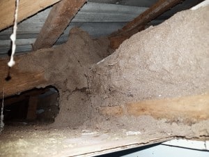 termite mudding in roof