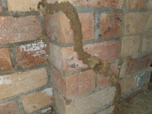 Termite inspections Gold Coast