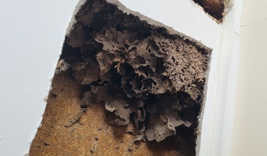 termite nest close up