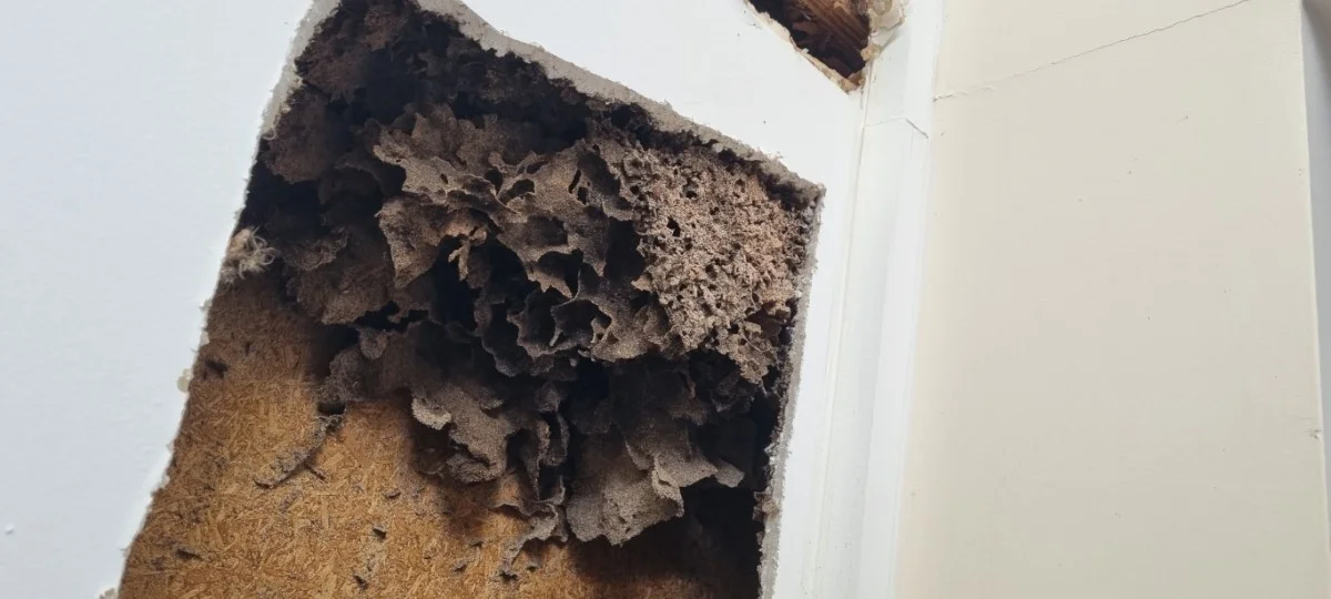 termite nest close up