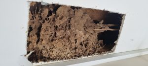 Termite nest is evidence of greater damage in this Australian home