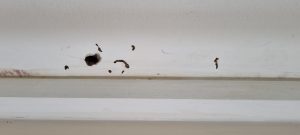 termite evidence another pest inspector missed