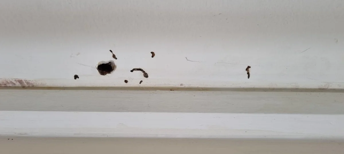 termite evidence another pest inspector missed