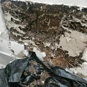 termite nest in a wall