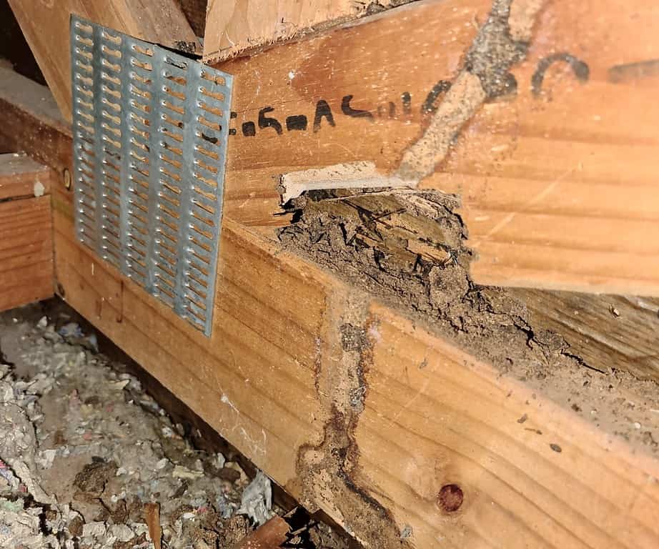 termite damage in roof joist (Large)