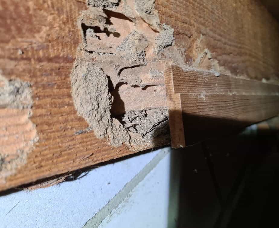 same home more termite damage