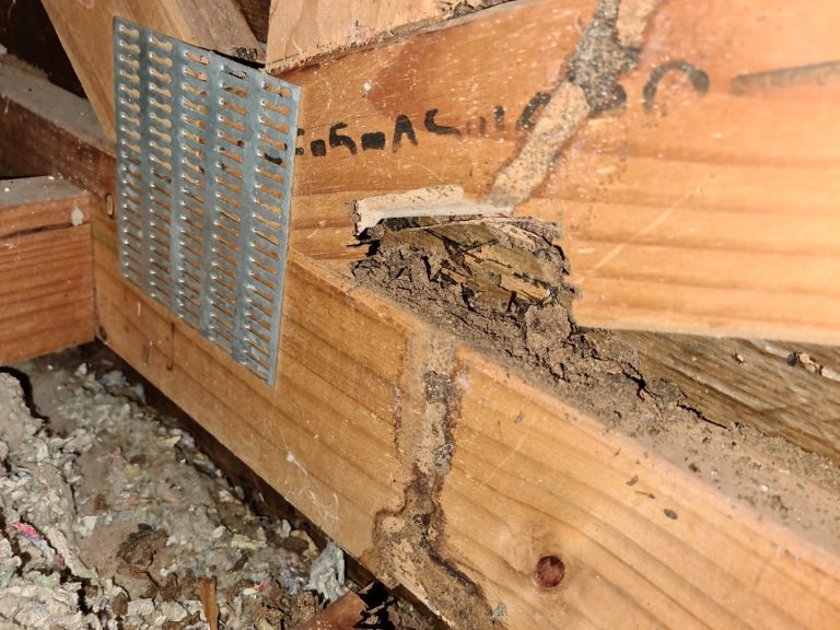 termite damage in roof joist (Large) - Copy