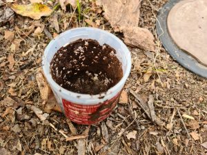 termite trap exhausted by now dead termites