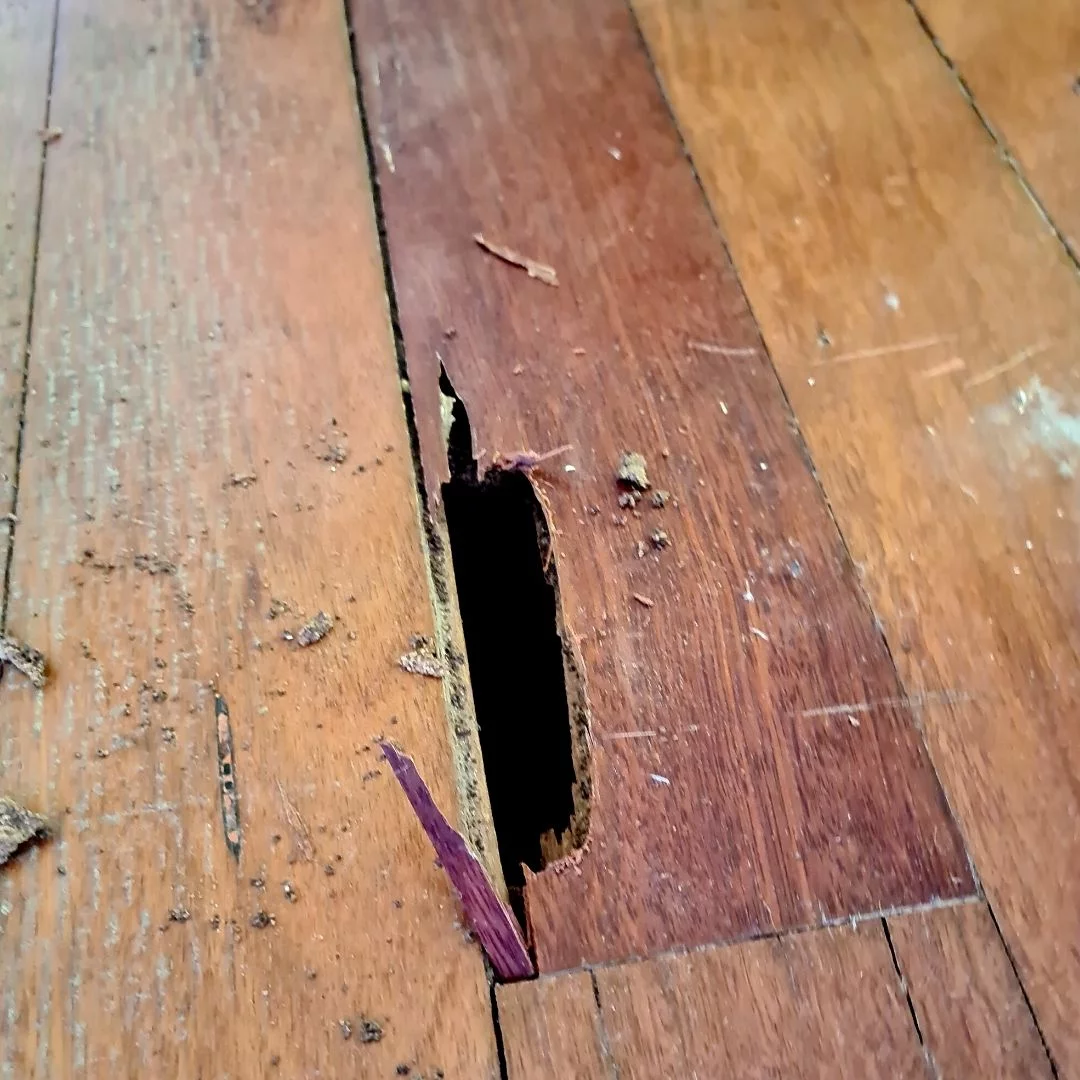 Termite damage