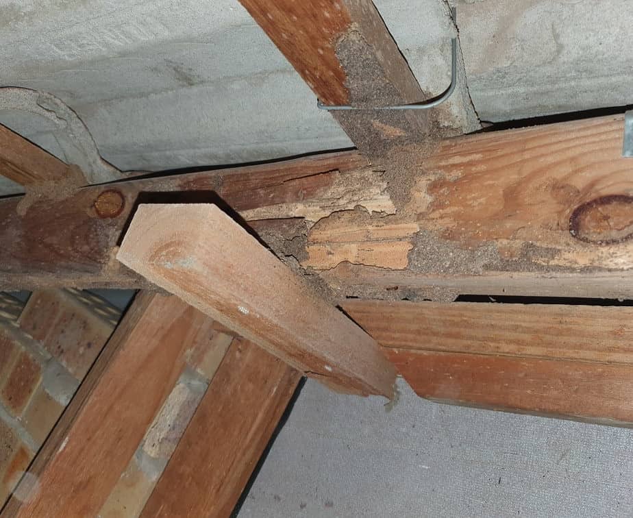 Missed termite damaged in the roof void