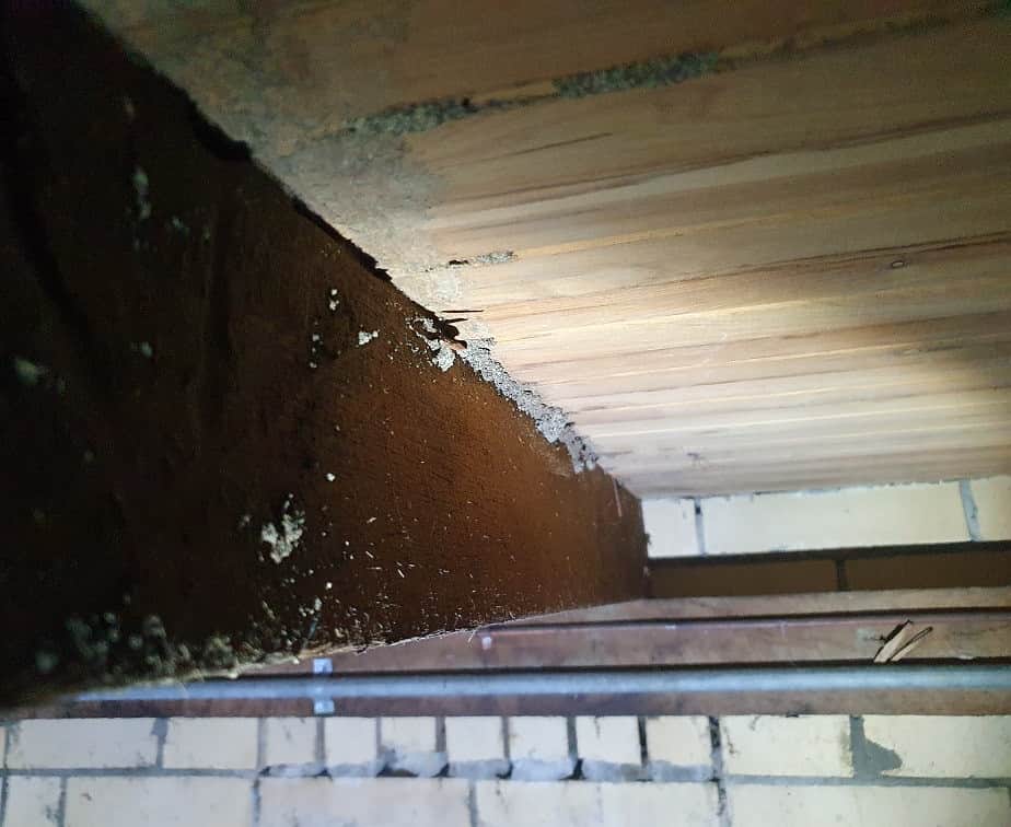 Termite mudding in a subfloor missed by another company 1 month ago