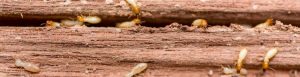 Termite treatment Gold Coast