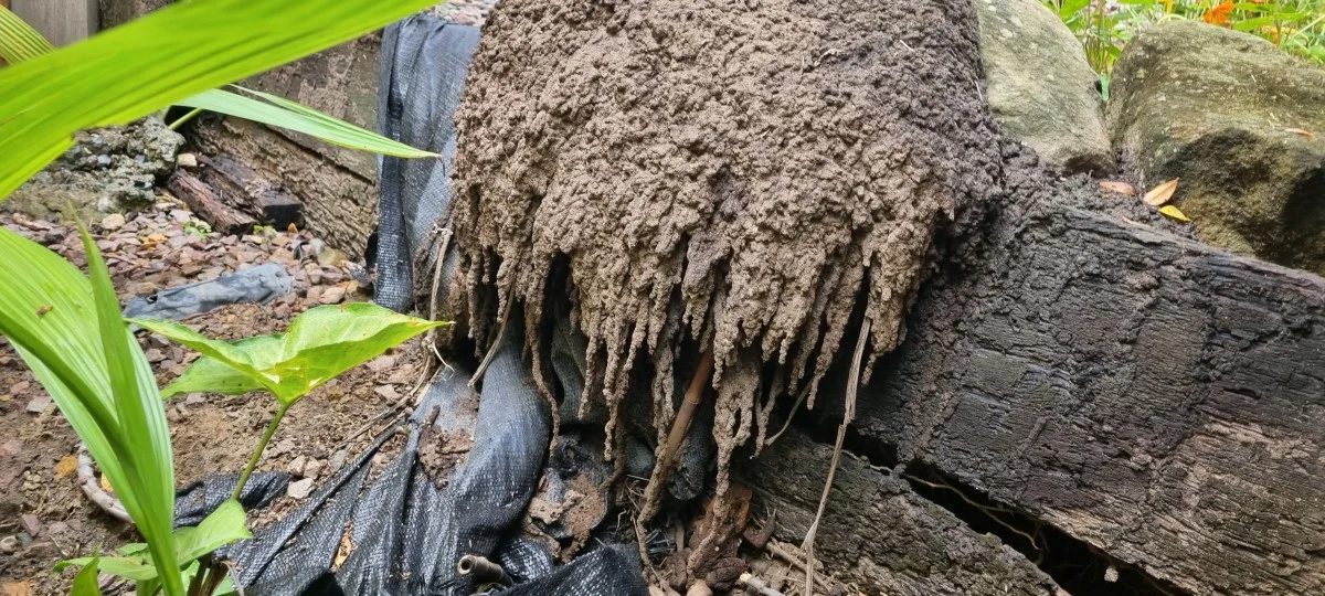 Another back yard another termite nest