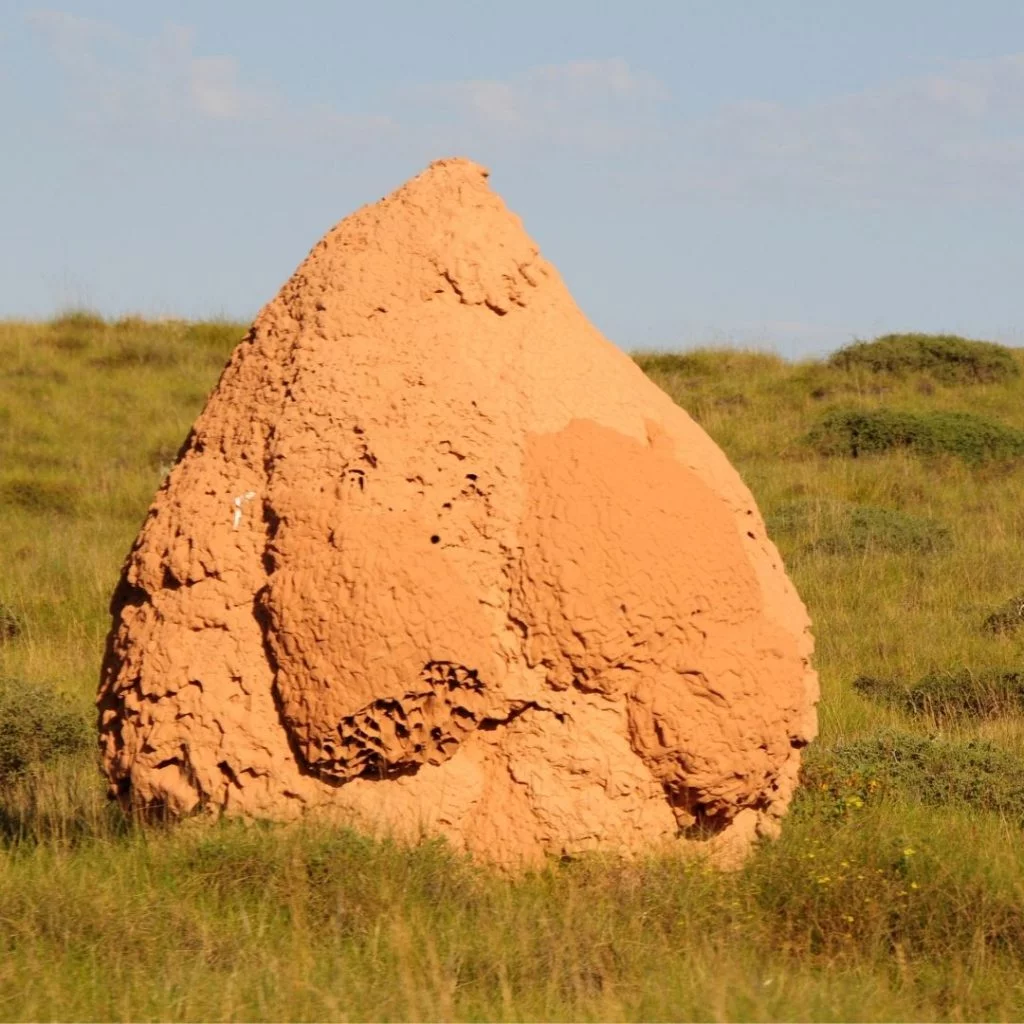 What does a termite nest look like?