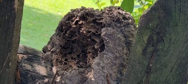 termite nest on a fence