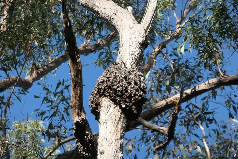 termite nest in Queensland