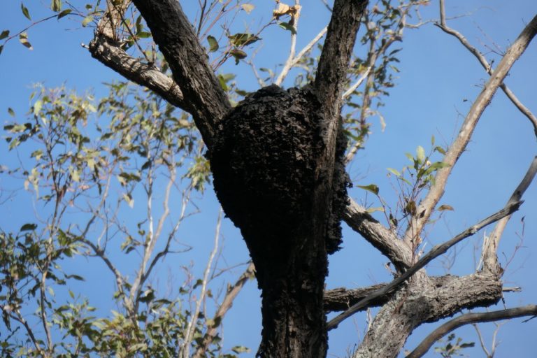 termite nest in Queensland