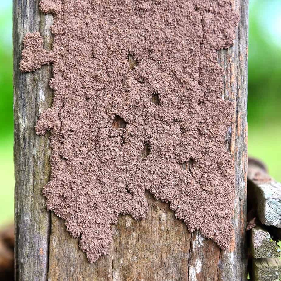 What does a termite nest look like