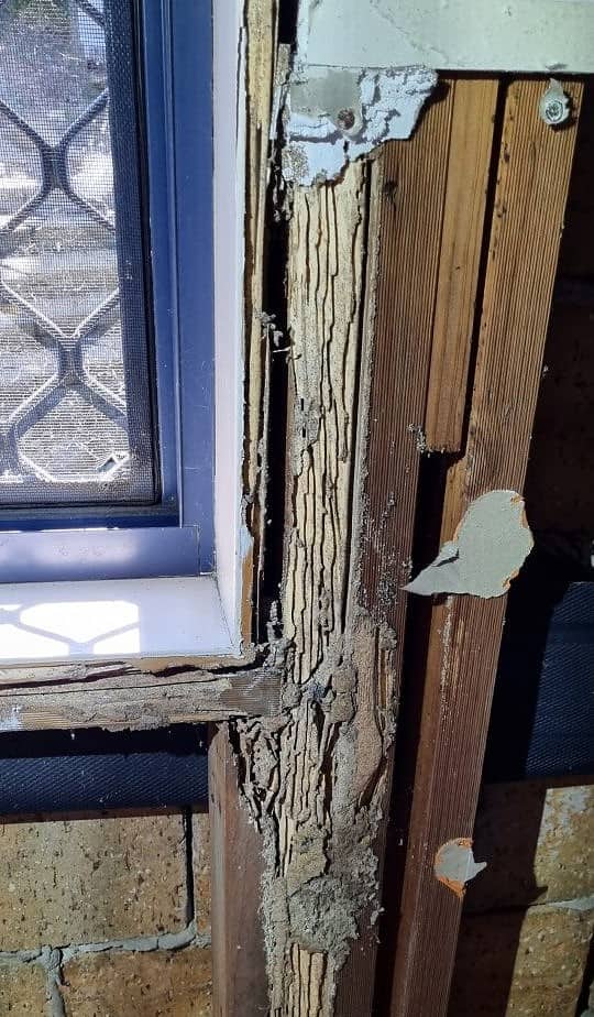 termite damage to studs in a brick home