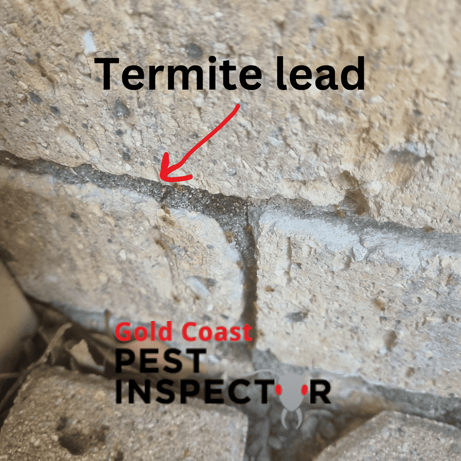 Termite lead on a brick wall