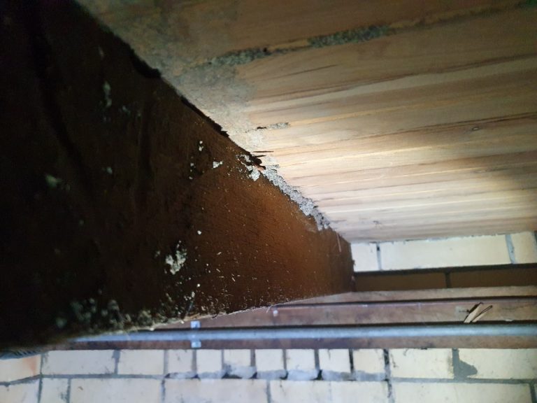 Termite mudding in a subfloor missed by another company 1 month ago