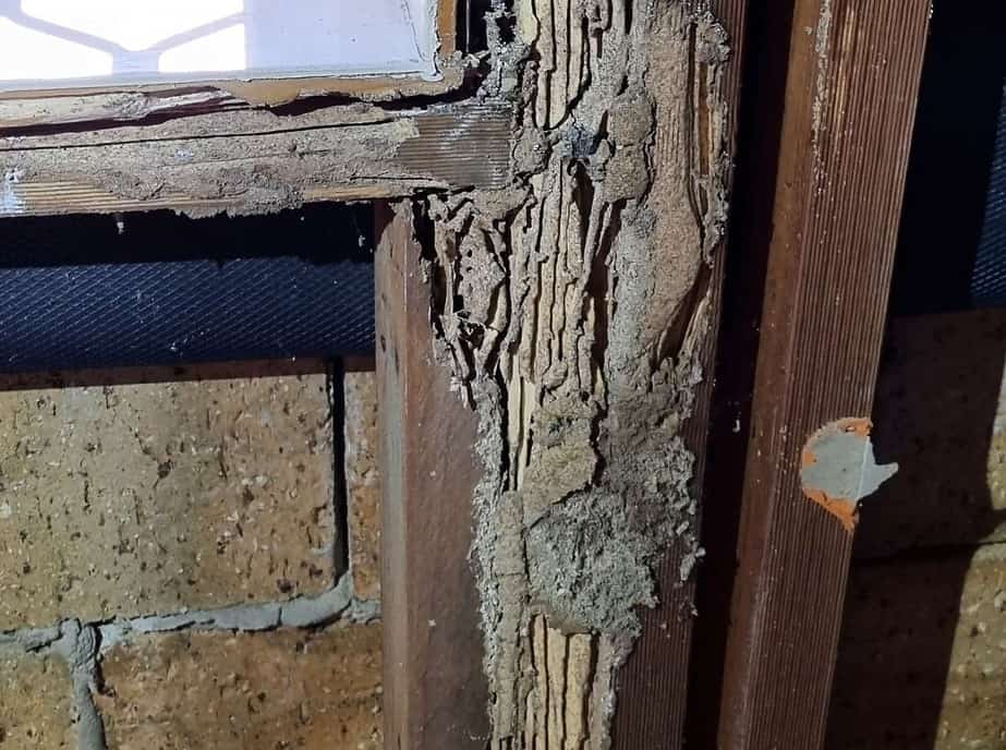 termite damage to studs - Copy 3