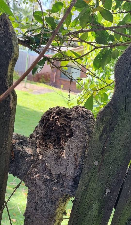 Termite Nest on fence