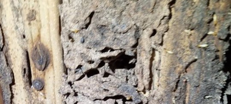 massive termite nest in wall
