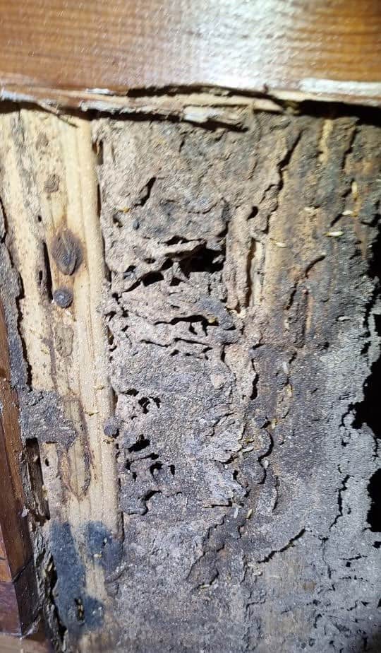 massive termite nest in wall