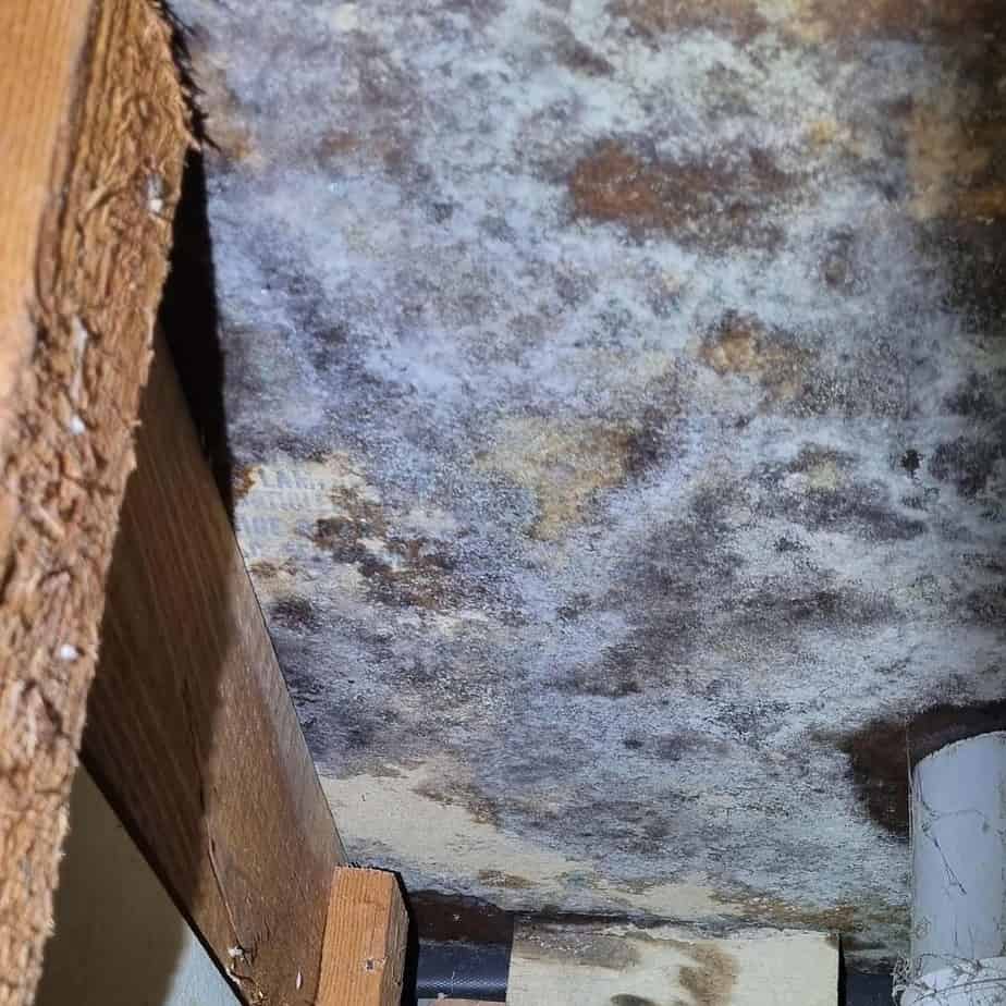 Mould caused by water damage 1