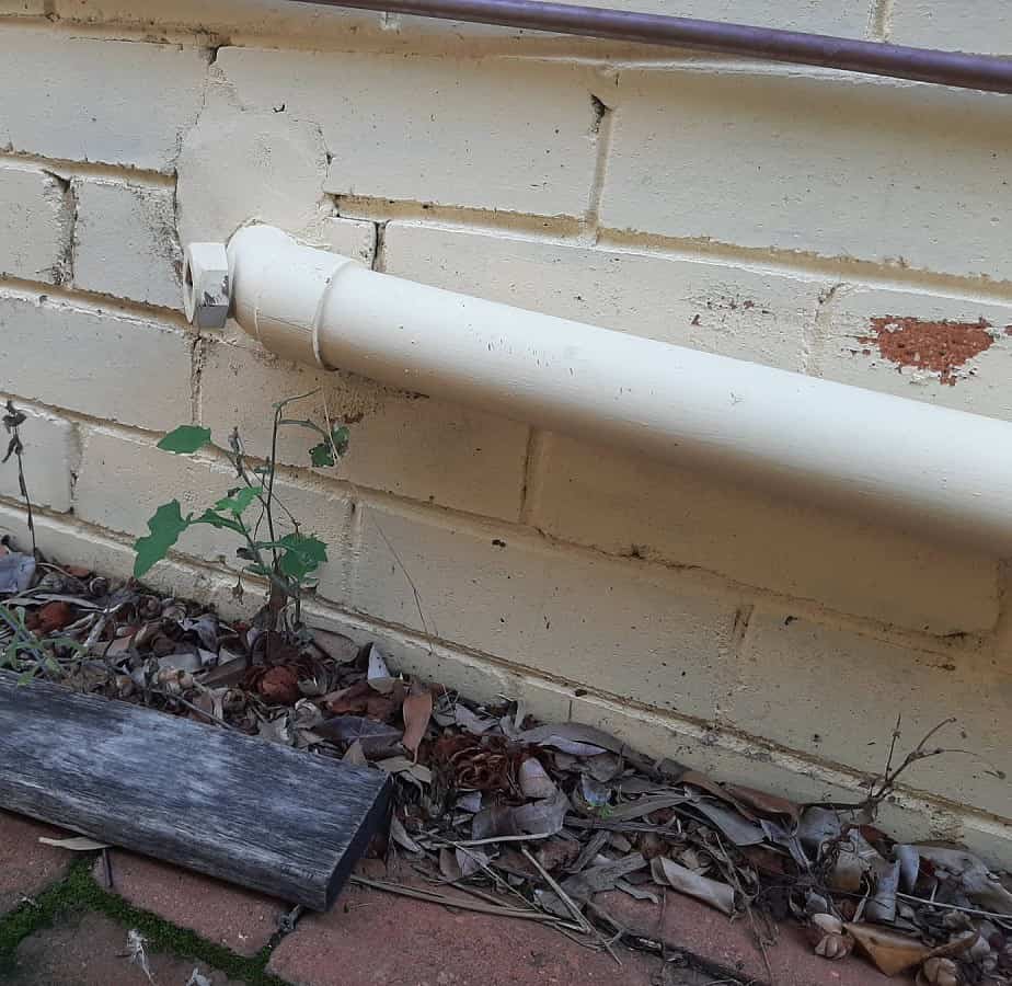 leaves and damp lead to termites