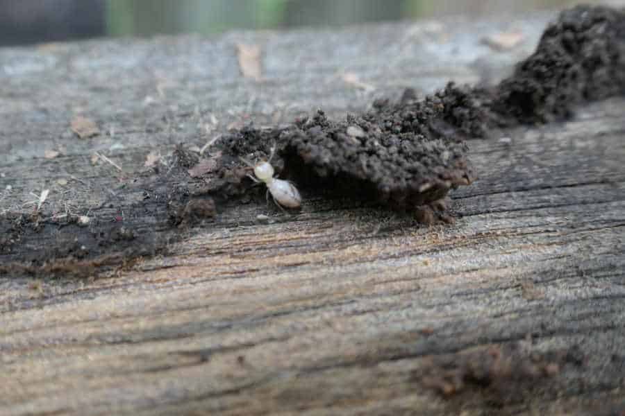 white ant or termite