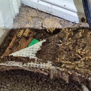 termites under the carpet