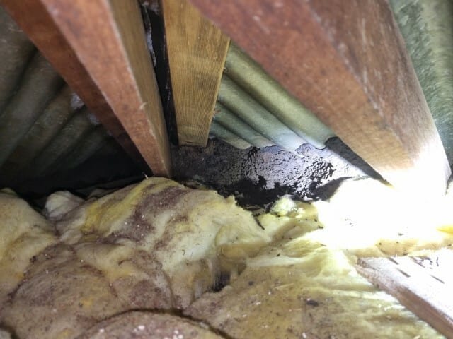 Nest in corner of roof cavity !! (Small)