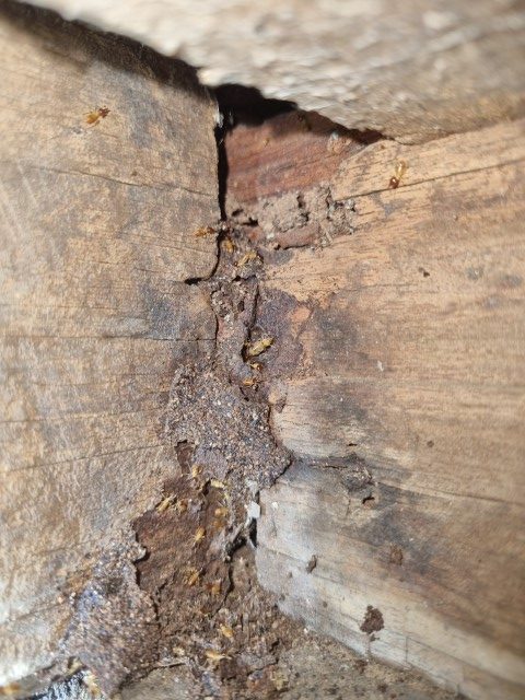 Termites in subfloor (Small)