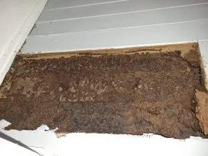 termite nest in wall cavity found during a Gold Coast termite inspection