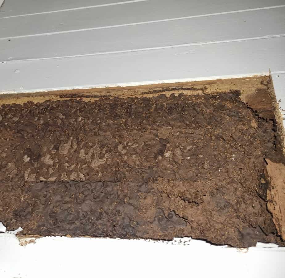 termite nest in wall cavity